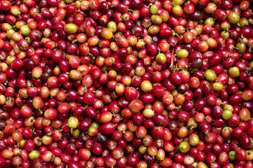 Arabica coffee beans the organic nature coffee beans before roasting and making coffee business concept.