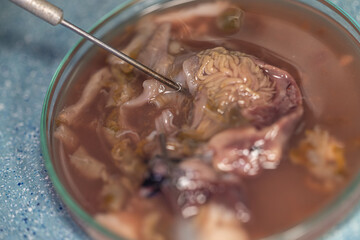 Backgrounds of Characteristics of Acanthocephalans (Thorny-headed worms, or spiny-headed worms) under the microscope for education in laboratory.