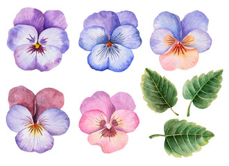 Watercolor set of pansies, hand drawn floral illustration, colorful image of flowers and leaves isolated on white background.