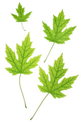 Green autumn maple leaves isolated on white background. Lay flat.
