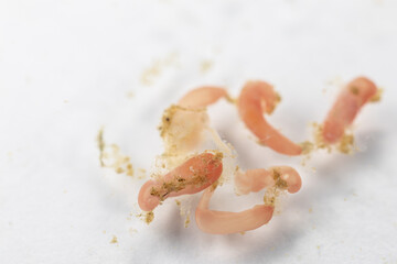Study of Parasitic helminths (Trematodes) of marine fishes under a microscope.