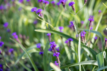 field of lavender flowers