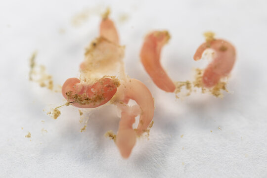 Study of Parasitic helminths (Trematodes) of marine fishes under a microscope.