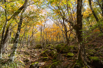 紅葉する美しい森　奈良県