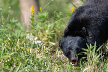 歩き回るツキノワグマ