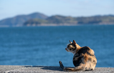 堤防でくつろぐ三毛猫