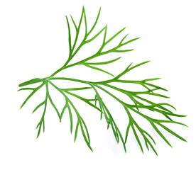 Fototapeta premium Fresh green dill isolated on white background.