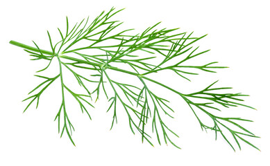 Naklejka premium Fresh green dill isolated on white background.