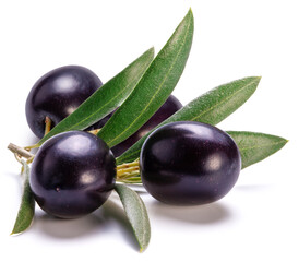 Ripe black olive berries on olive twig on white background.