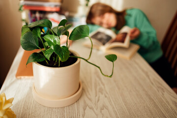 Home plant in light pot on wooden table. Bored teenage girl leafing through book in the background in defocus.