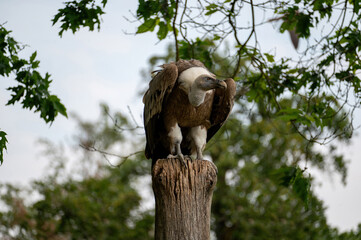 A vulture on a tree stump