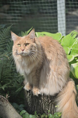 Maine Coon,the largest cat. Portrait of   big kitty  in fenced run.Close up of handsome adult maine coon on blur natur background. - 706287241