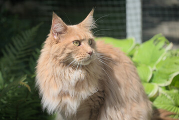 Maine Coon,the largest cat. Portrait of   big kitty  in fenced run.Close up of handsome adult maine coon on blur natur background. - 706287252