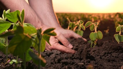 farmer hands hold soil earth sunset. agriculture. Engineer checks soil fertility with argon....