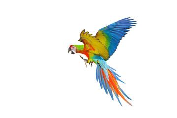 Colorful flying Shamlet Macaw parrot isolated on transparent background png file
