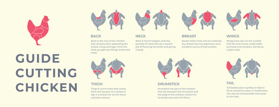 Guide cutting meat carcass turkey, pork, lamb, cow, chicken. Butcher guide. Diagrams сutting parts meat carcass domestic farm poultry and farm livestock. Vector flat color illustration isolated.