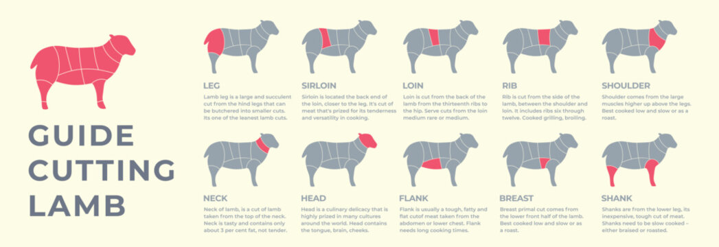 Guide cutting meat carcass turkey, pork, lamb, cow, chicken. Butcher guide. Diagrams сutting parts meat carcass domestic farm poultry and farm livestock. Vector flat color illustration isolated.