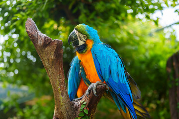 blue-and-yellow macaw (Ara ararauna), also known as the blue-and-gold macaw on wood tree branch