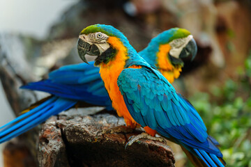 two blue-and-yellow macaw (Ara ararauna), also known as the blue-and-gold macaw on wood tree branch