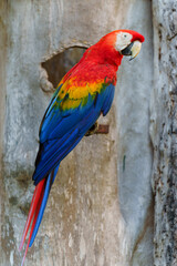scarlet macaw (Ara macao), red parrot