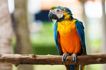 blue-and-yellow macaw (Ara ararauna), also known as the blue-and-gold macaw on wood tree branch