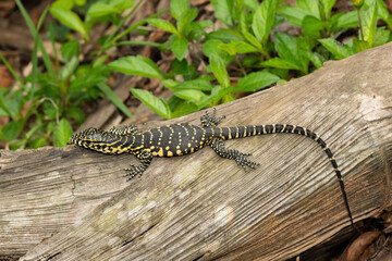 A cute Nile monitor hatchling, also known as a water monitor (Varanus niloticus), relaxing on a log near water 