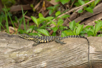 A cute Nile monitor hatchling, also known as a water monitor (Varanus niloticus), relaxing on a log near water 