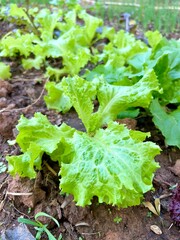 Garden, Healthy lettuce salad homemade Grow vegetables diet , veggie, Salad vegetables organic, lettuce, apple, bean , Thai style.