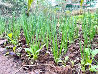 plant onions organic at farm garden.