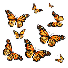 Group of Orange Butterflies in Flight