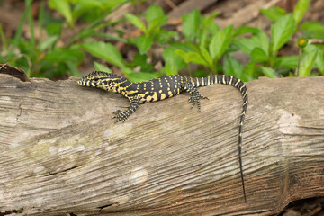 A cute Nile monitor hatchling, also known as a water monitor (Varanus niloticus), relaxing on a log near water 