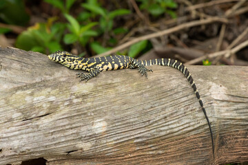 A cute Nile monitor hatchling, also known as a water monitor (Varanus niloticus), relaxing on a log near water 