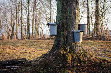 Landscape View of Trees in Sugar Grove, Pennsylvania