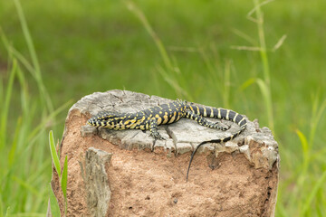 A cute Nile monitor hatchling, also known as a water monitor (Varanus niloticus), basking in the sun near water
