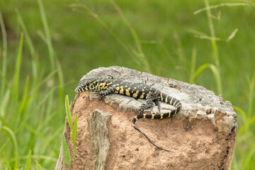 A cute Nile monitor hatchling, also known as a water monitor (Varanus niloticus), basking in the sun near water