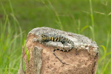 A cute Nile monitor hatchling, also known as a water monitor (Varanus niloticus), basking in the sun near water