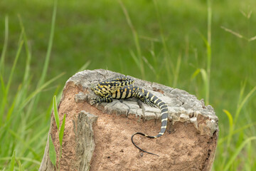 A cute Nile monitor hatchling, also known as a water monitor (Varanus niloticus), basking in the...