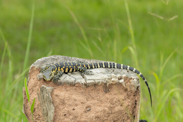 A cute Nile monitor hatchling, also known as a water monitor (Varanus niloticus), basking in the sun near water