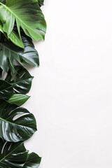 Fresh tropical monstera leaves arranged on a white background, providing a natural frame with ample copy space.
