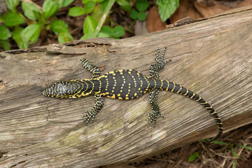 A cute Nile monitor hatchling, also known as a water monitor (Varanus niloticus), relaxing on a log near water 