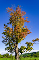 Obraz premium Landscape View of Trees in Sugar Grove, Pennsylvania