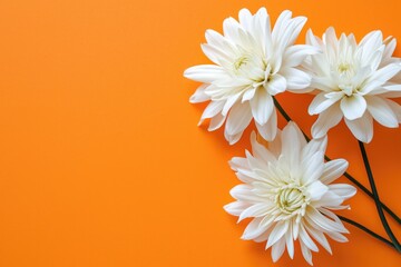 White Kalia Flower on Vibrant Orange Background with Copy Space. Botanical Illustration of Summer Blossom