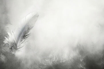 Black and White Photo of a Feather