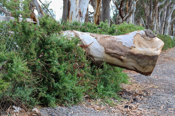 eucalyptus tree trunk fallen through a fence