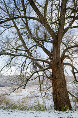 Landscape View of Trees in Sugar Grove, Pennsylvania