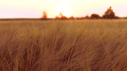 As dusk approaches rhythmic dance of wheat stems brushed in golden hue by sun. Wheat stalks gently...