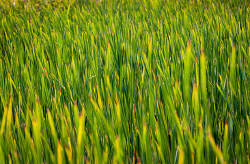 Close Up of Grass Texture