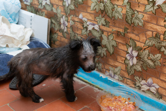 Demodectic mange in a puppy. Puppy with fur damage head and body from demodex mites.Treatment of demodicosis.