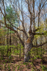 Fototapeta premium Landscape View of Trees in Sugar Grove, Pennsylvania