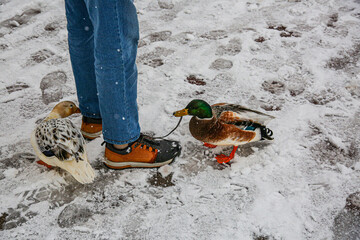 Les canards affamés confondent les lacets des chaussures avec des vers.
Chute de neige du 09/01/2024 à Annecy, 10cm en 3h.
Haute-Savoie, France.